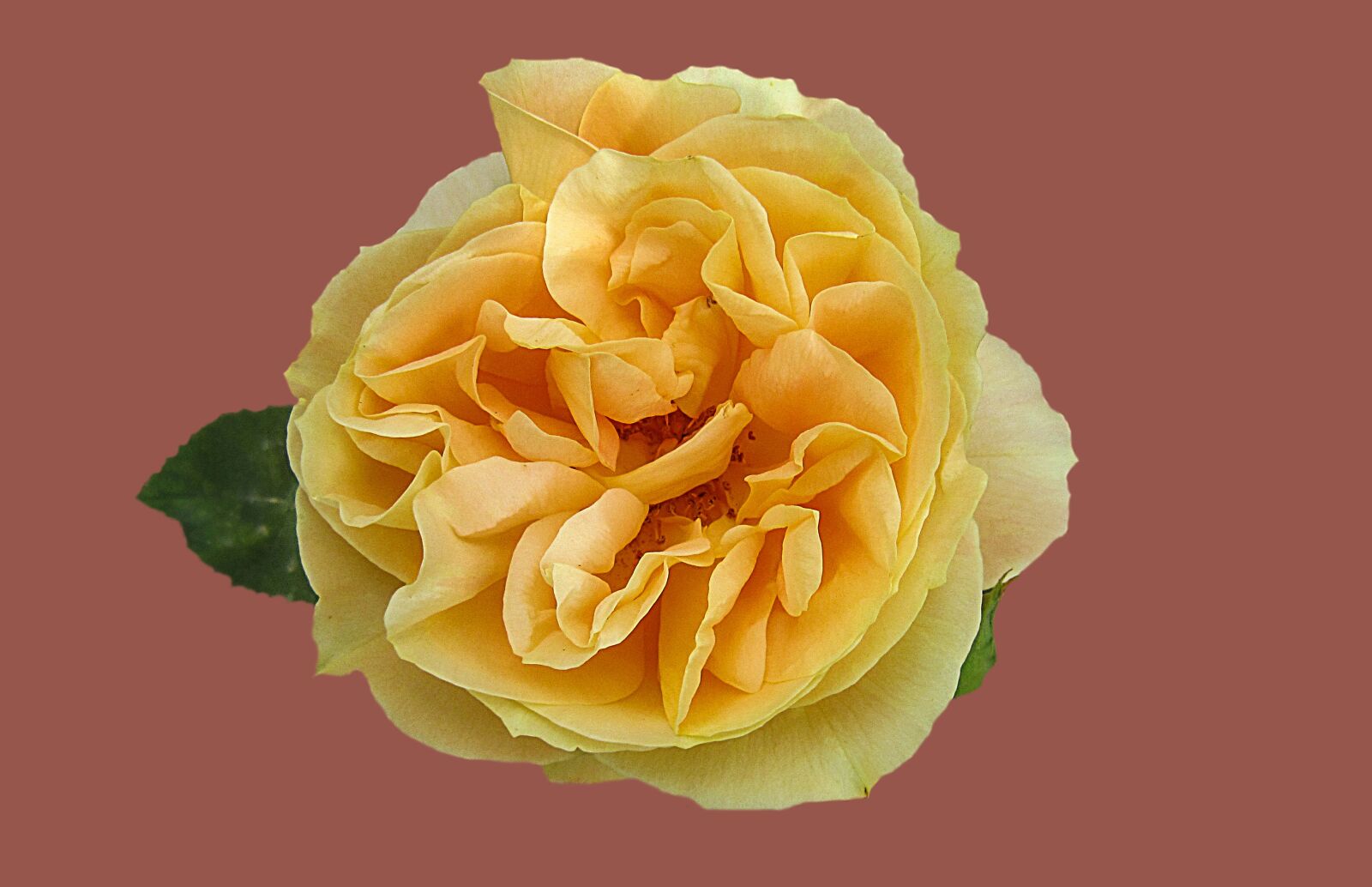 Canon PowerShot SD3500 IS (IXUS 210 / IXY 10S) sample photo. Rose, rose garden, flower photography