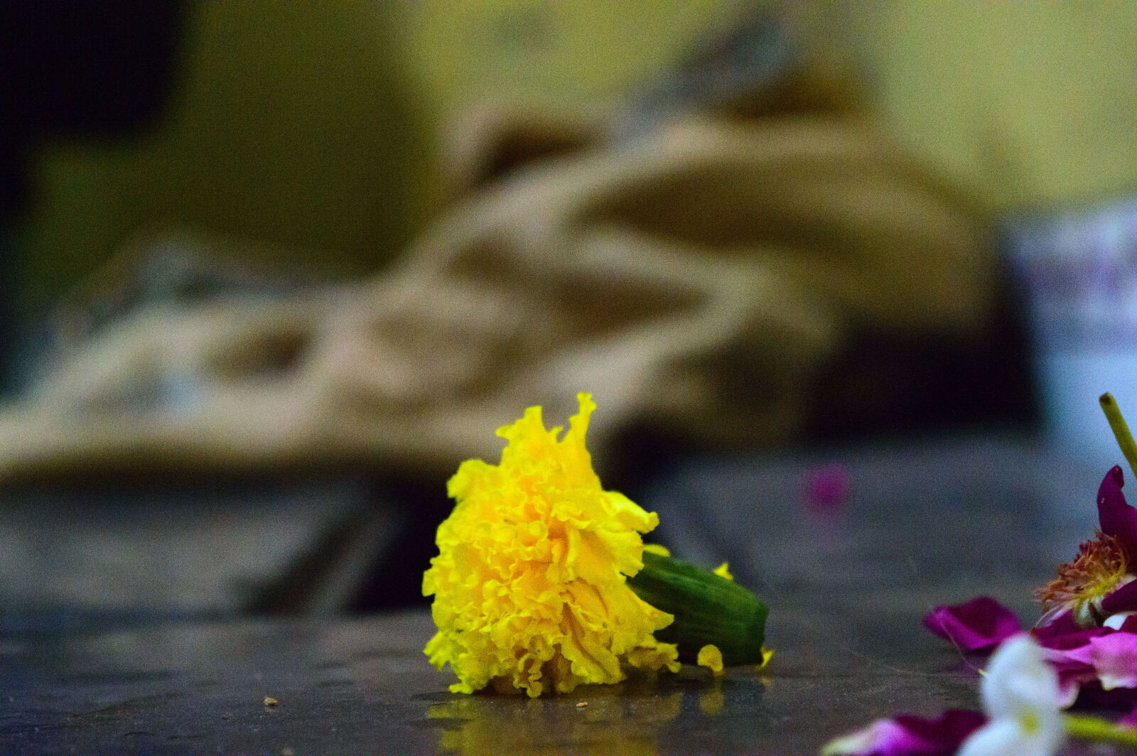 Nikon D3200 sample photo. Flower photography