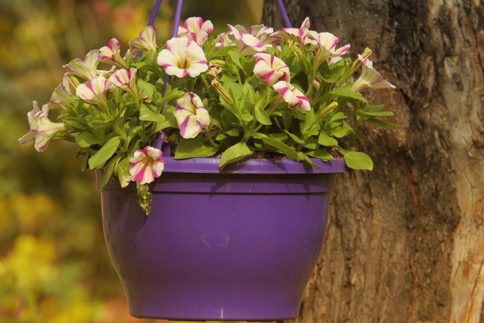 Nikon Coolpix P900 sample photo. Petunia, multi coloured, spring photography