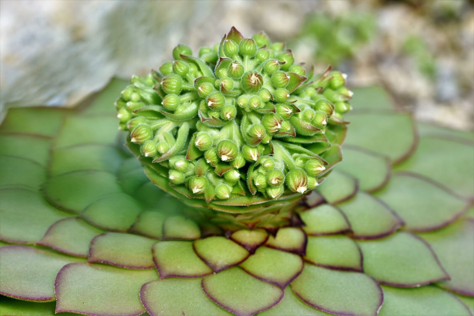 Nikon D7200 sample photo. Cactus, cactus blossom, blossom photography