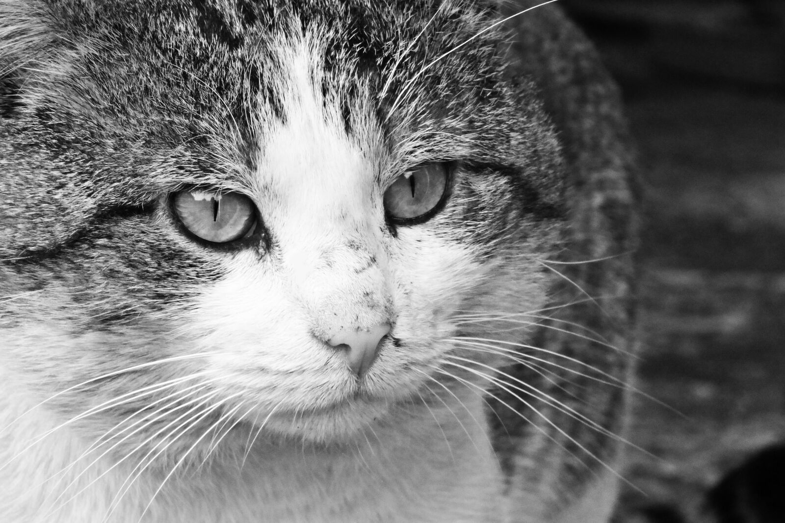 Fujifilm FinePix HS35EXR sample photo. Cat, feline, mammals photography