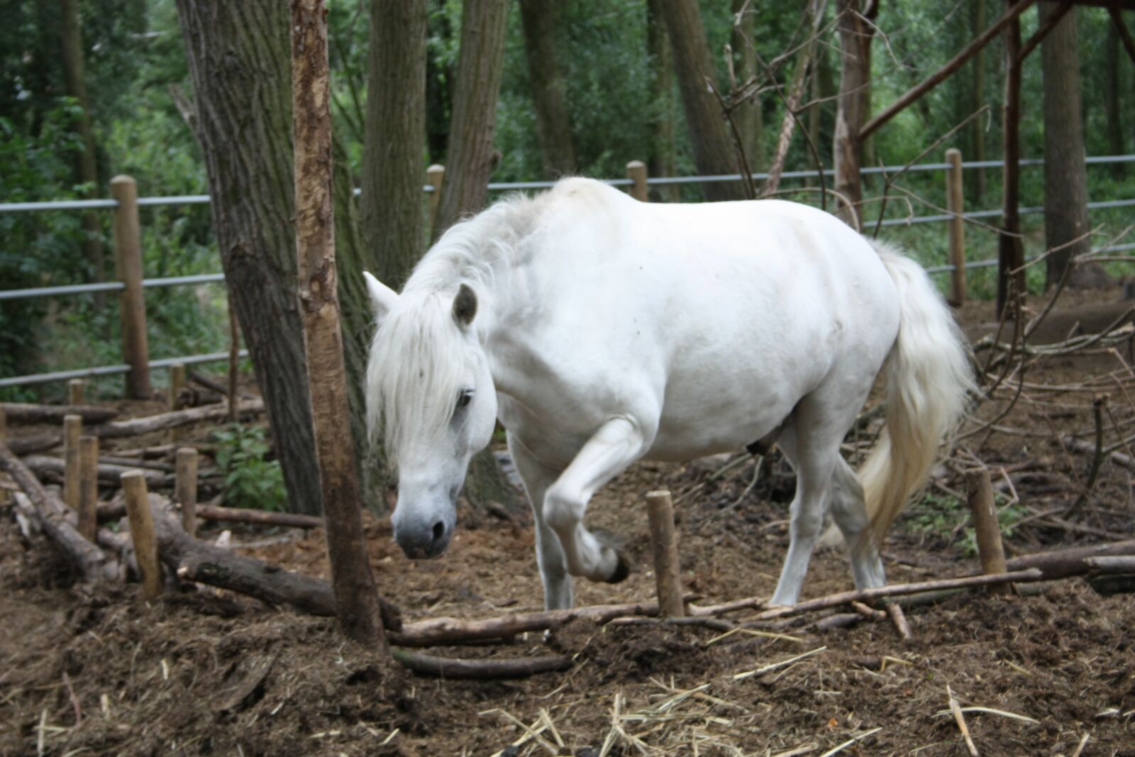 Canon EOS 450D (EOS Rebel XSi / EOS Kiss X2) sample photo. White, horse, jump photography
