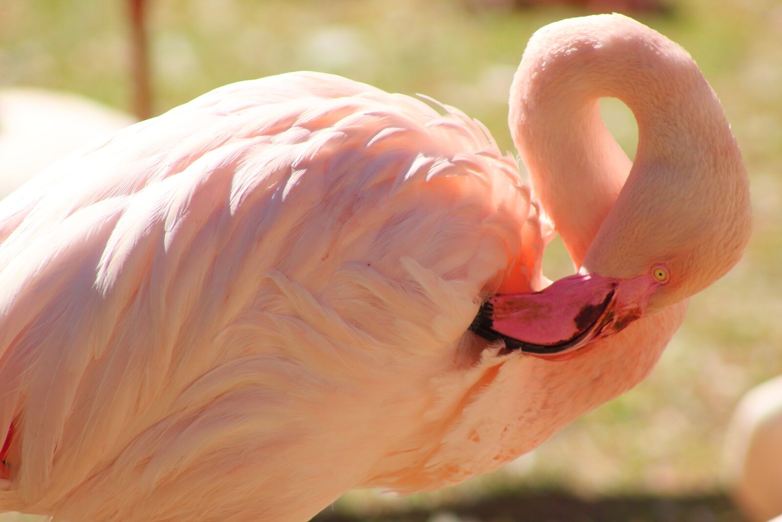 Canon EOS 1300D (EOS Rebel T6 / EOS Kiss X80) sample photo. Flamingo, feather, colorful photography