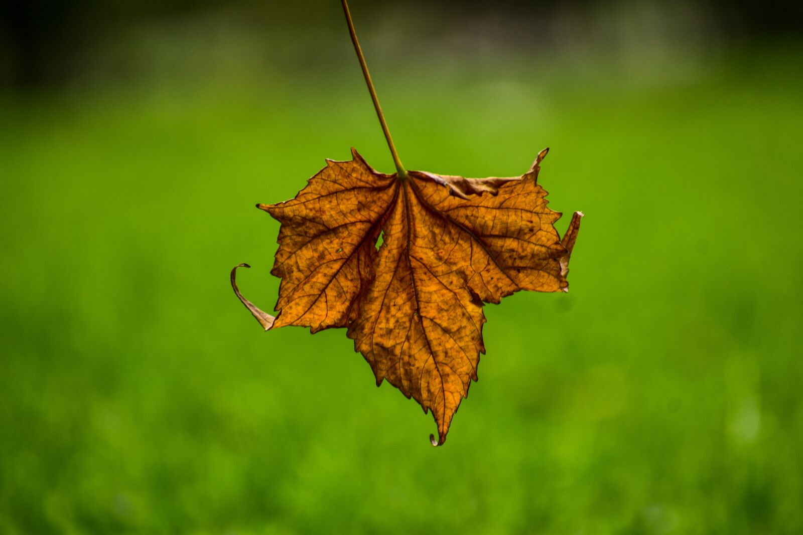Nikon D3400 sample photo. Dry leaf, end, yellow photography