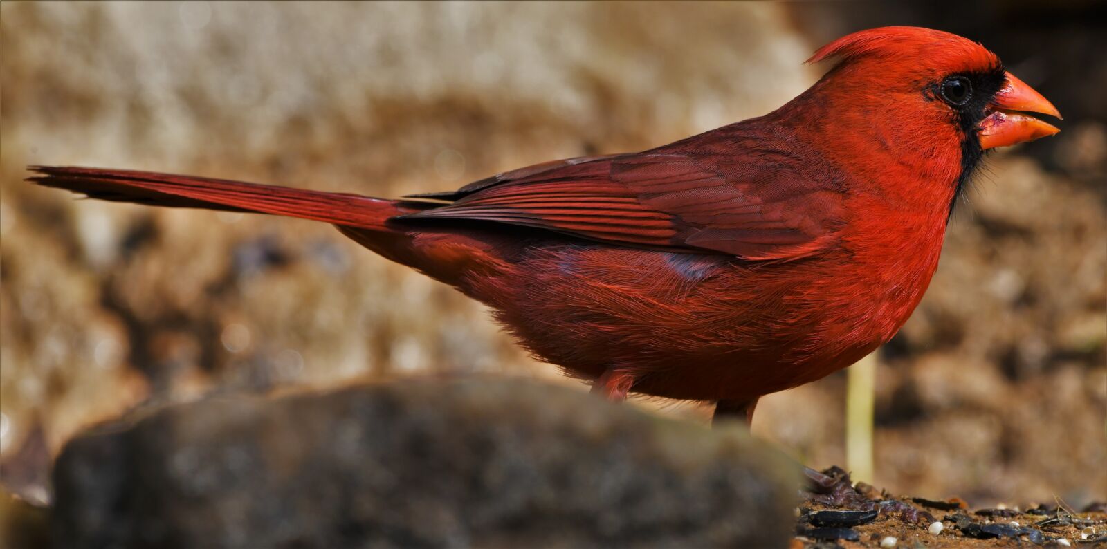 Nikon D850 sample photo. Bird, cardinal, wildlife photography