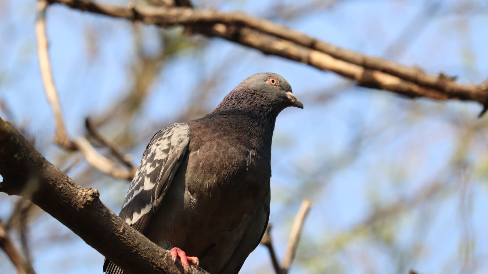 Canon EOS 77D (EOS 9000D / EOS 770D) sample photo. Nature, new, wildlife photography