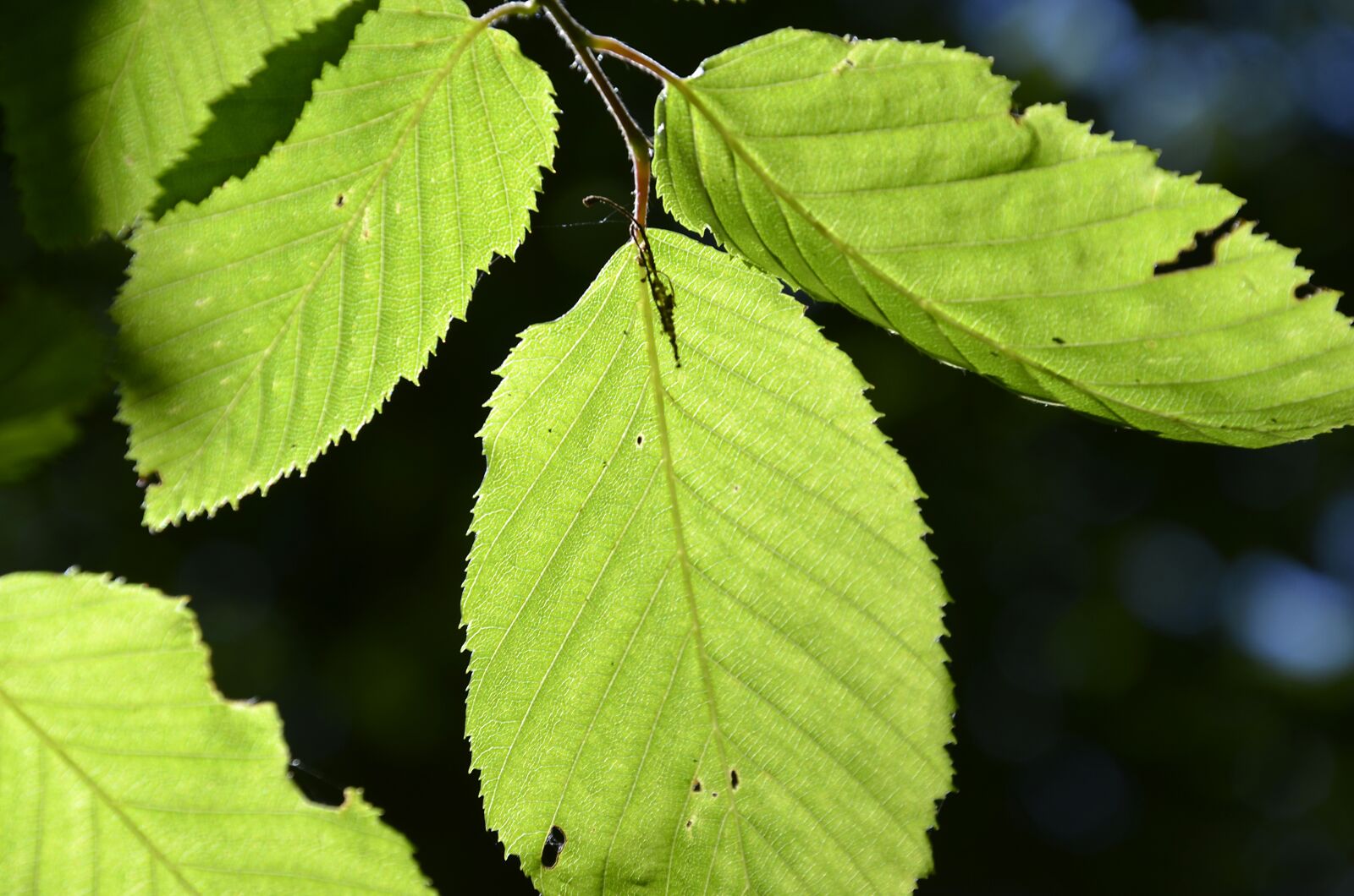 Nikon D5100 sample photo. Leaves, beech, coloured photography