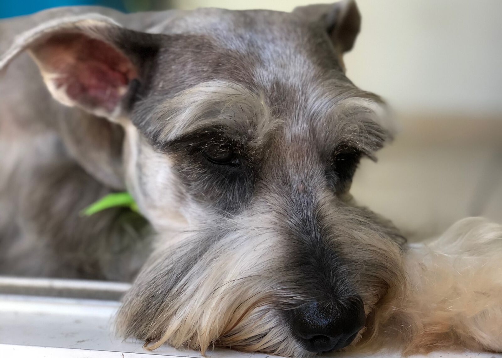 Apple iPhone X sample photo. Pet, animalia, nice photography
