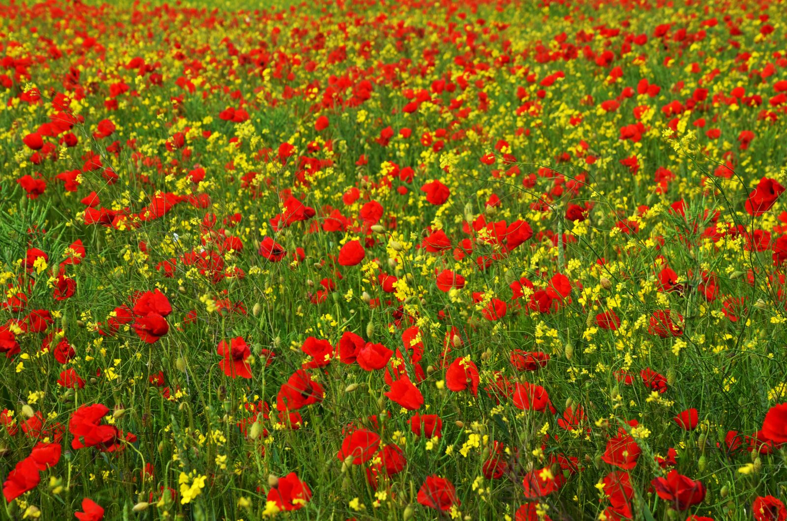Nikon D7000 sample photo. Poppy, rape, red photography