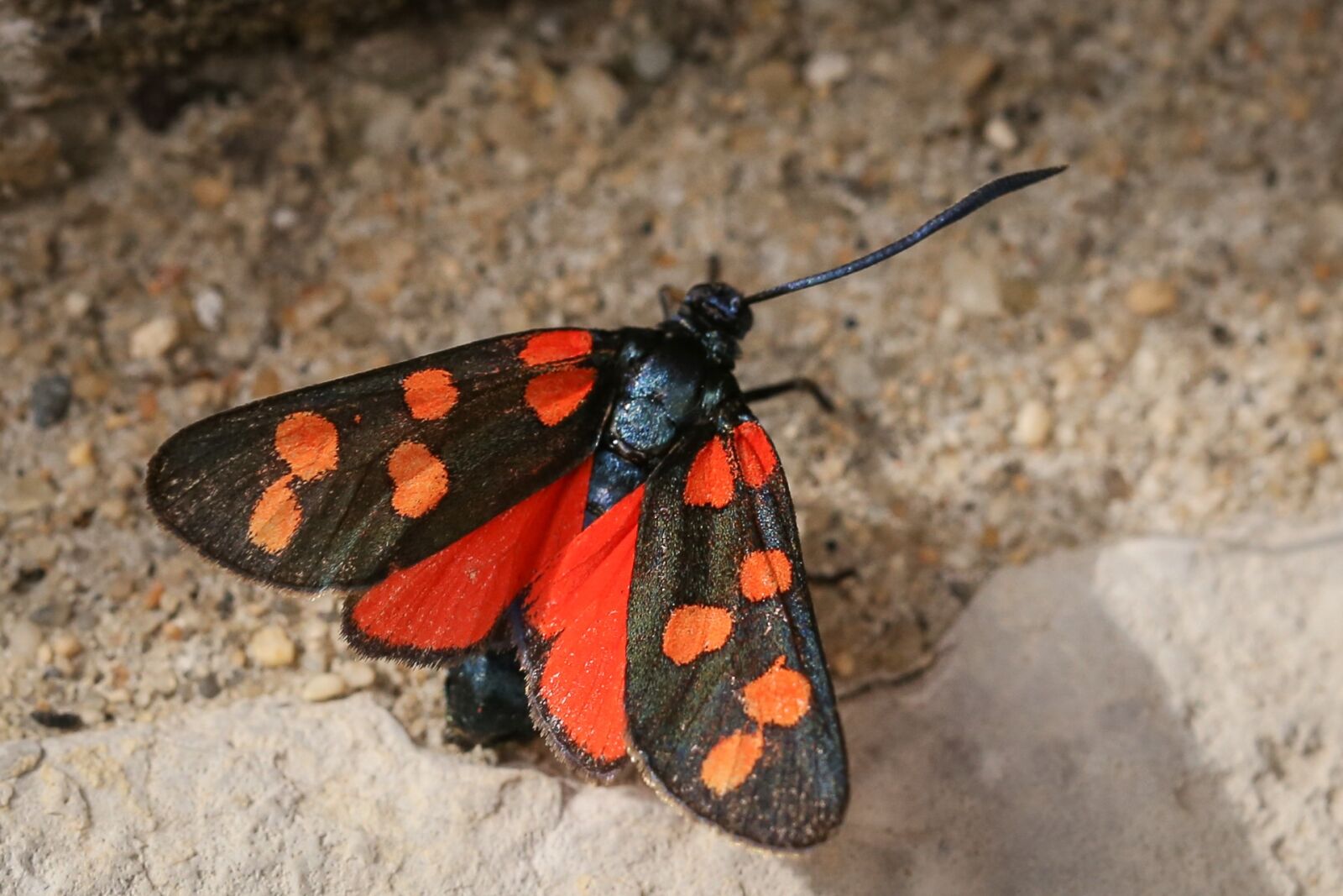 Canon EF 100mm F2.8L Macro IS USM sample photo. Six moth, insect, butterflies photography