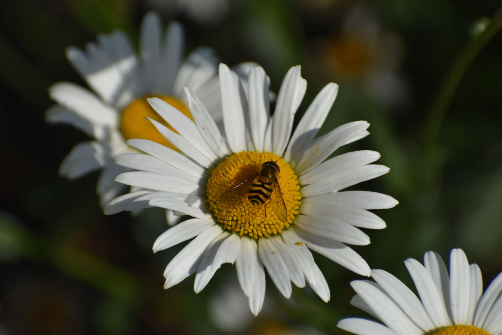Nikon D3400 sample photo. Daisy, insect, bloom photography