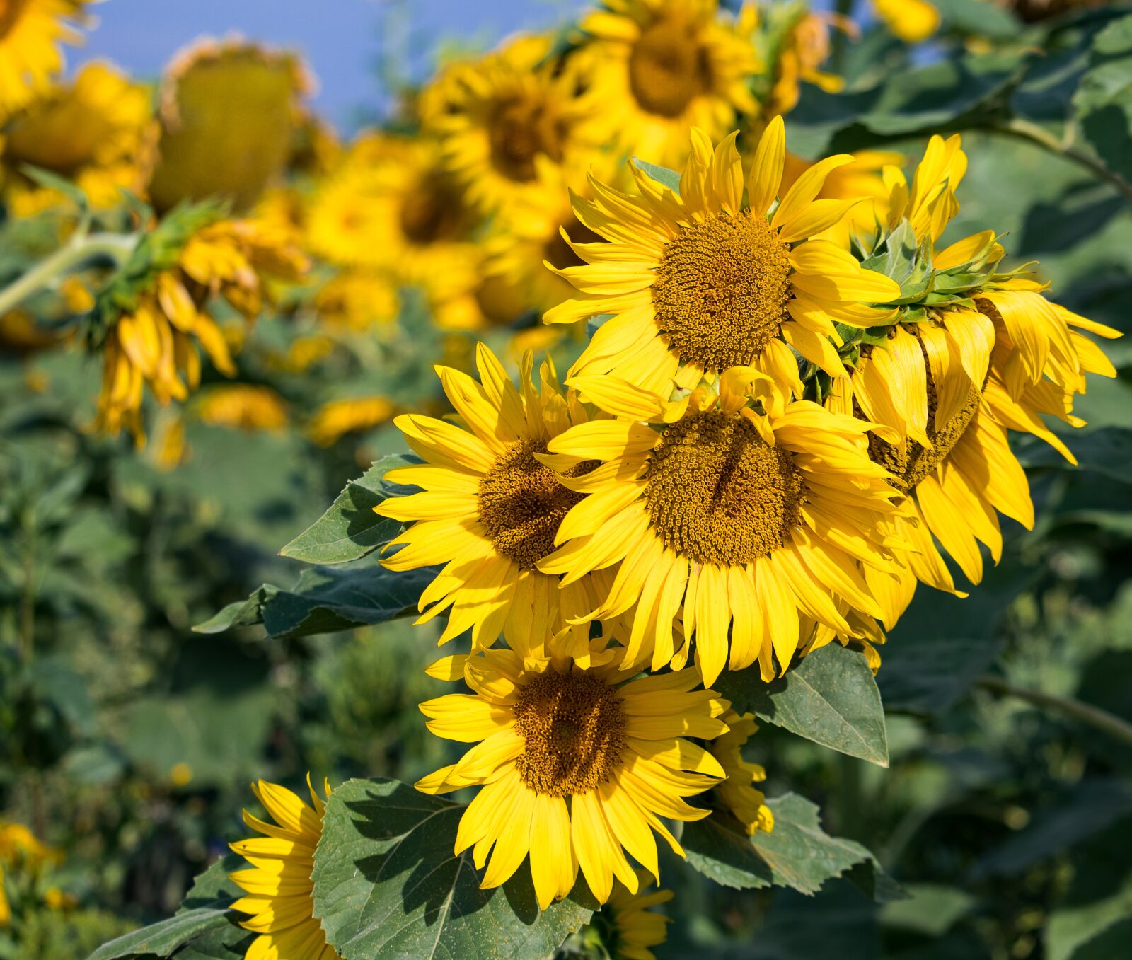Canon EF-S 55-250mm F4-5.6 IS STM sample photo. Sunflower, plant, summer photography