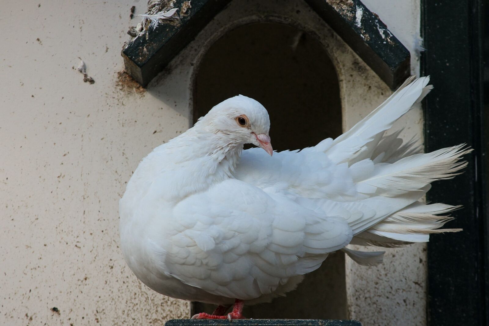 Canon EOS 1100D (EOS Rebel T3 / EOS Kiss X50) sample photo. Dove, white, bird photography