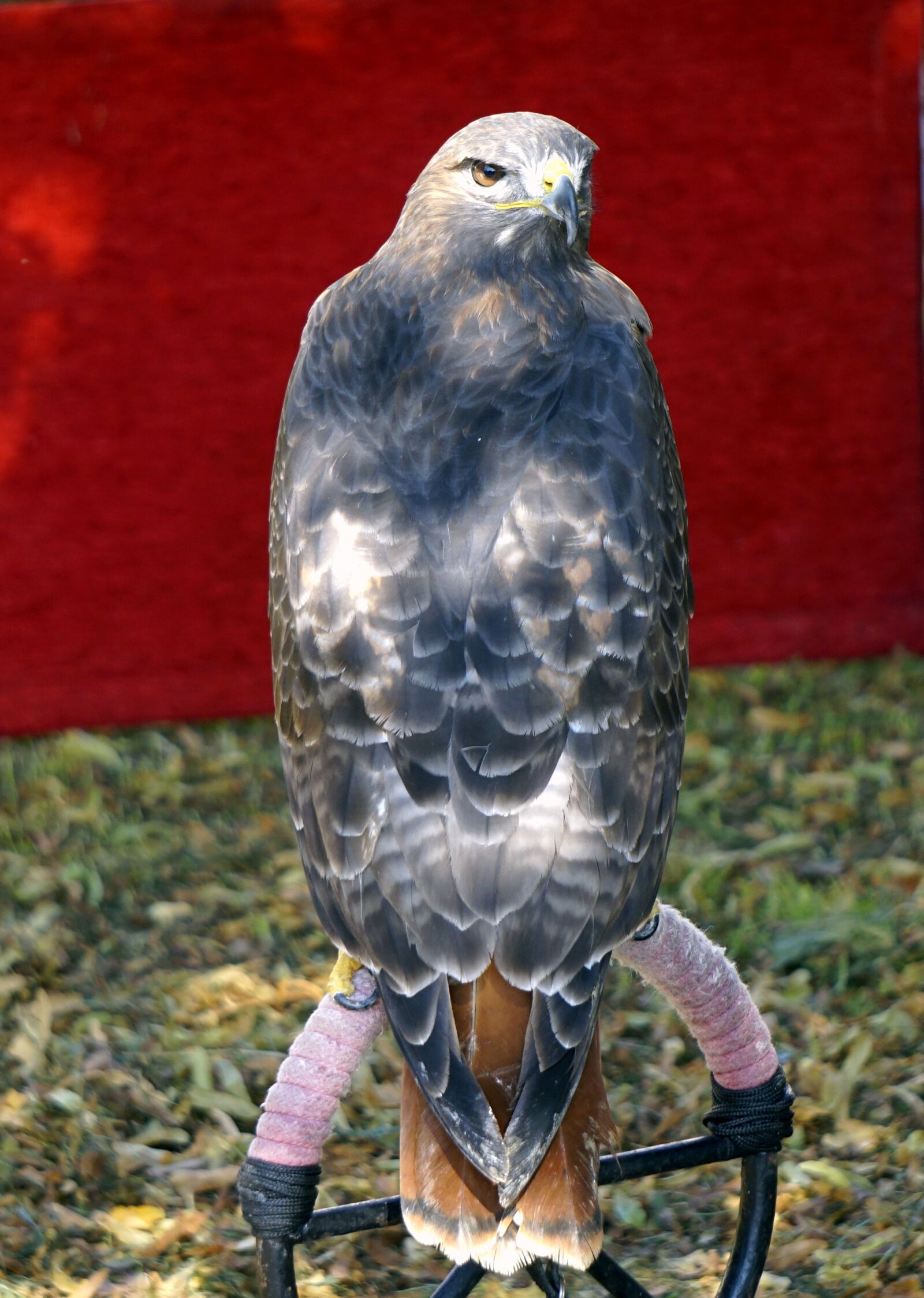 Sony E 55-210mm F4.5-6.3 OSS sample photo. Bird of prey, eagle photography