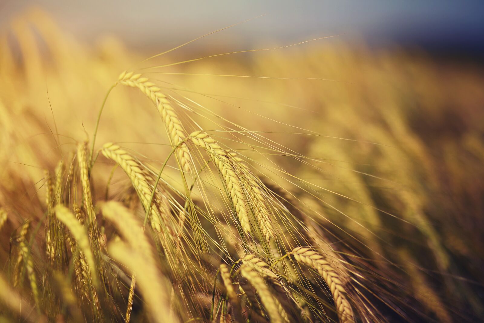 Canon EOS 5D sample photo. Cornfield, spike, harvest photography