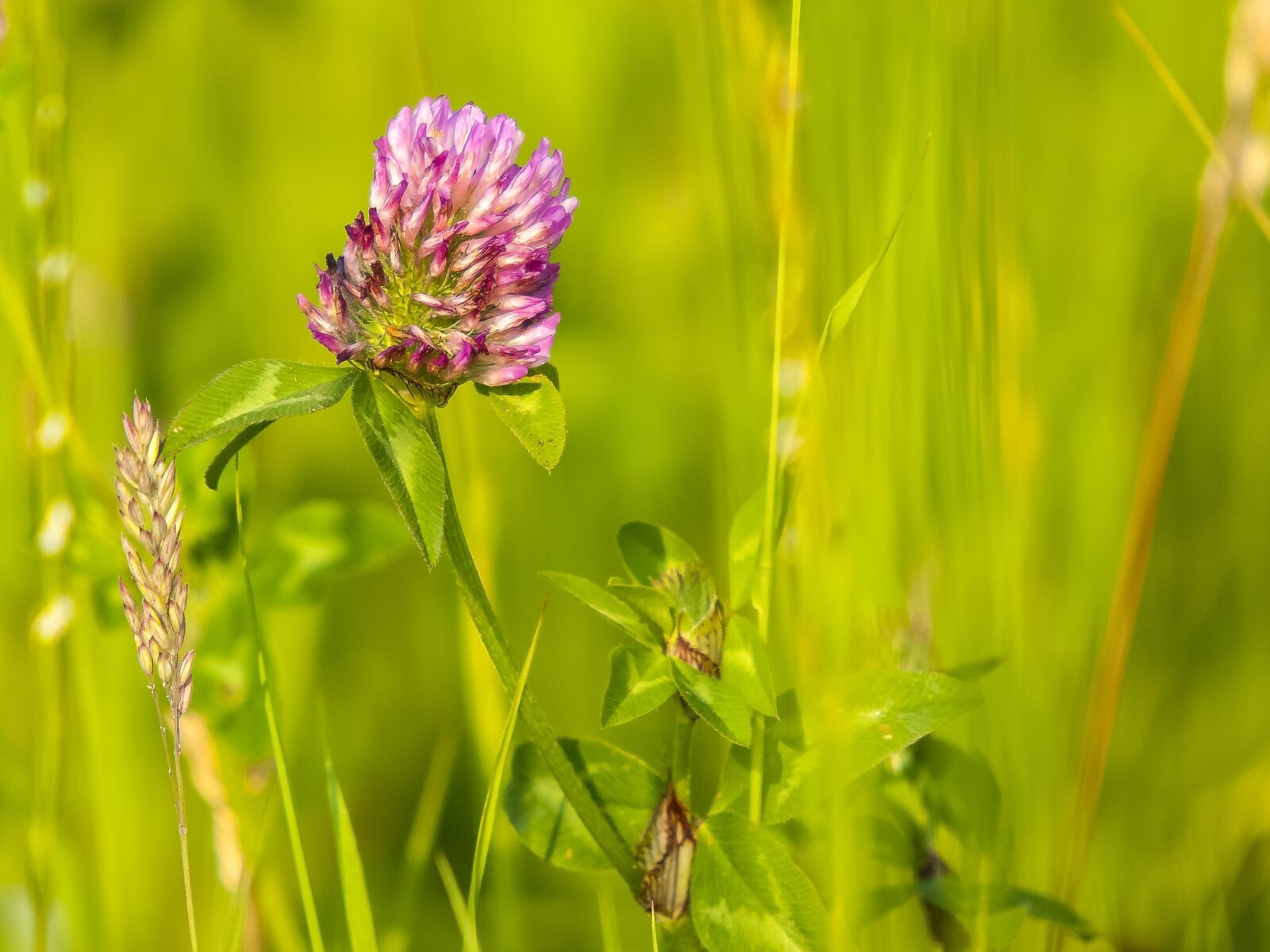 Olympus E-3 sample photo. Red clover, klee, flower photography