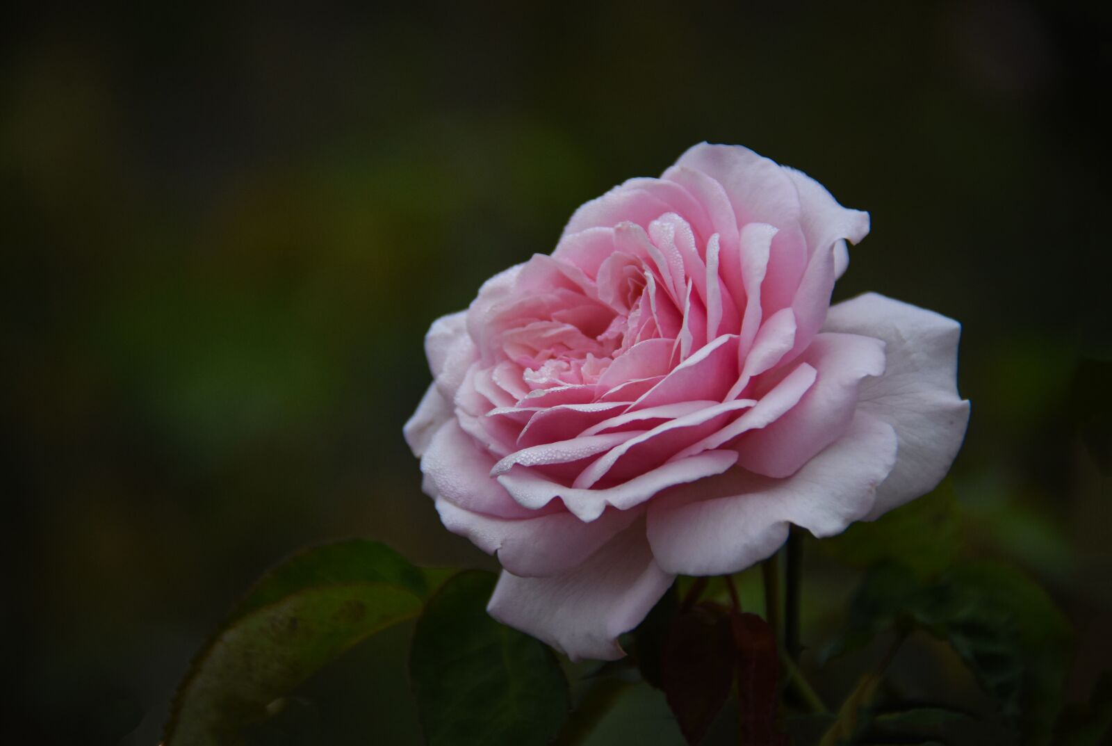 Nikon D7200 sample photo. Roses, nice, aroma photography