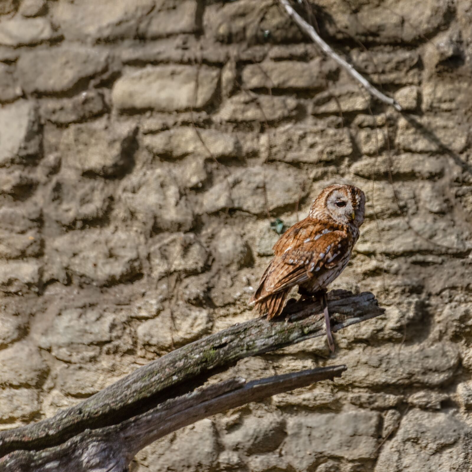Nikon D7000 sample photo. Owl, camouflage, nature photography