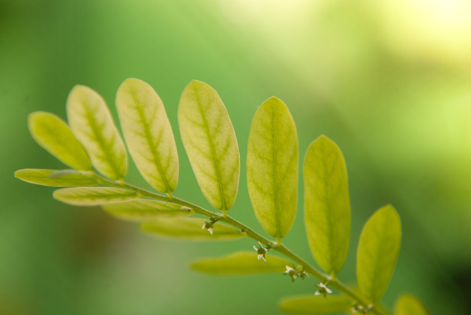 Nikon D60 sample photo. Leaf, green, macro photography
