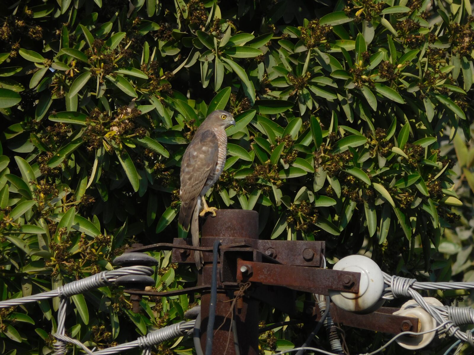 Nikon Coolpix S7000 sample photo. Birds, nature, eagle photography