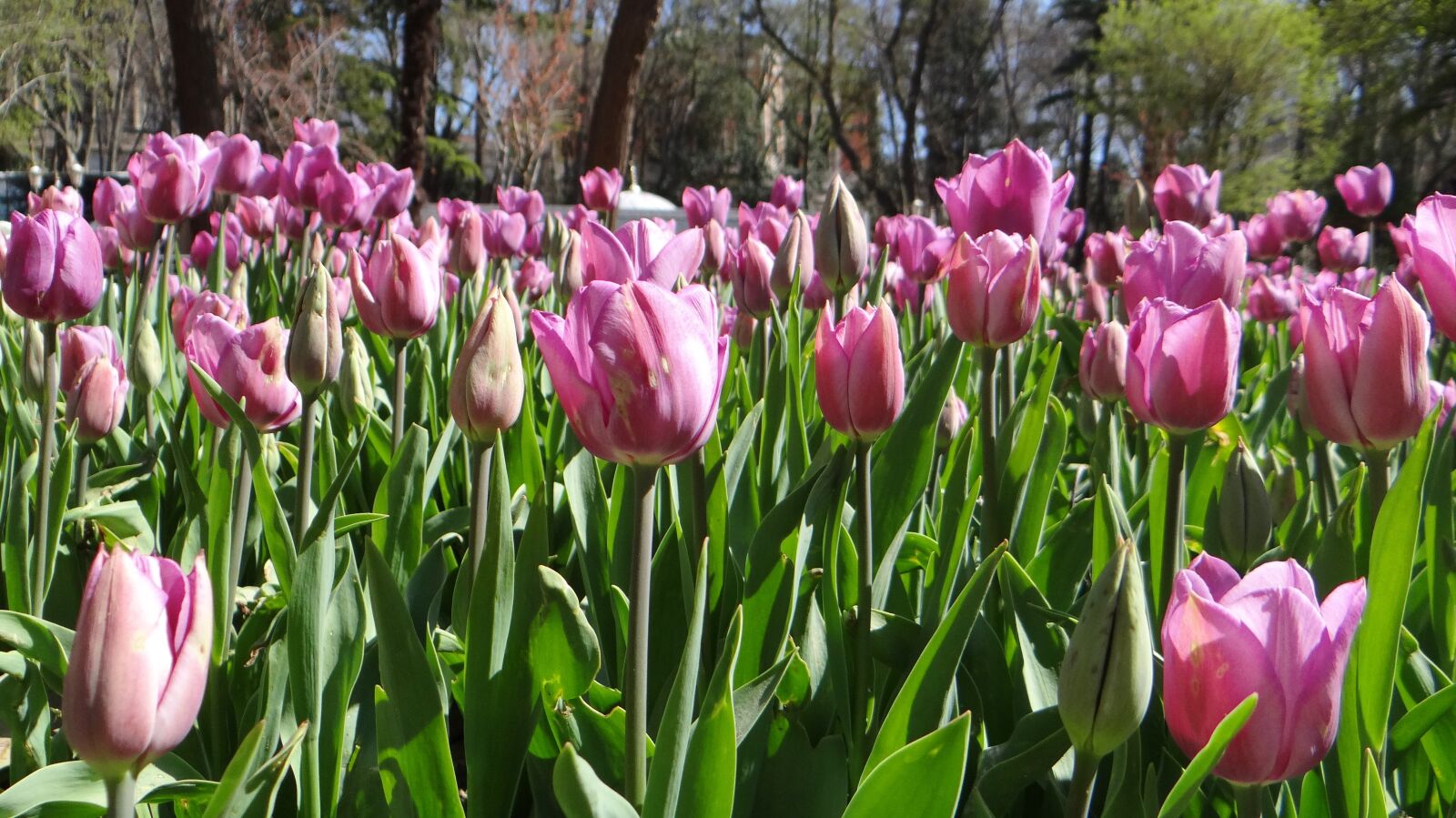 Sony DSC-HX200V sample photo. Istanbul, sultanahmet, tulips photography