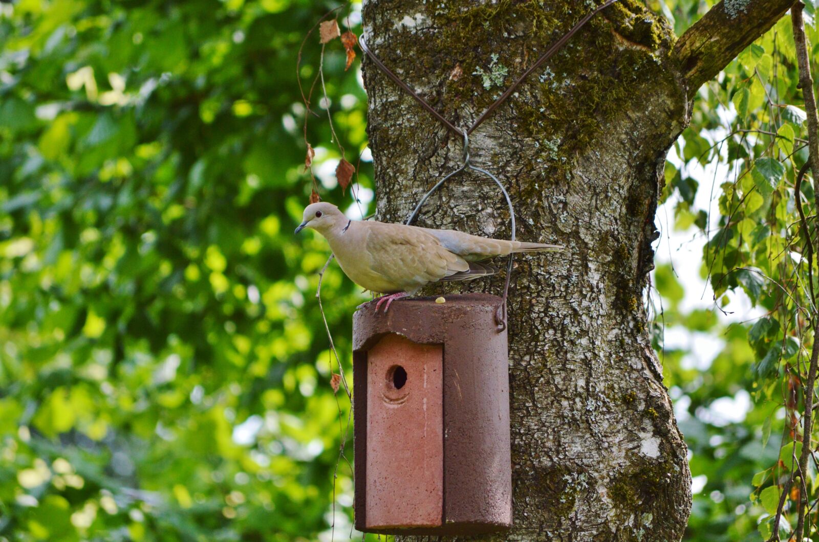 Nikon D3200 sample photo. Dove, bird, collared photography