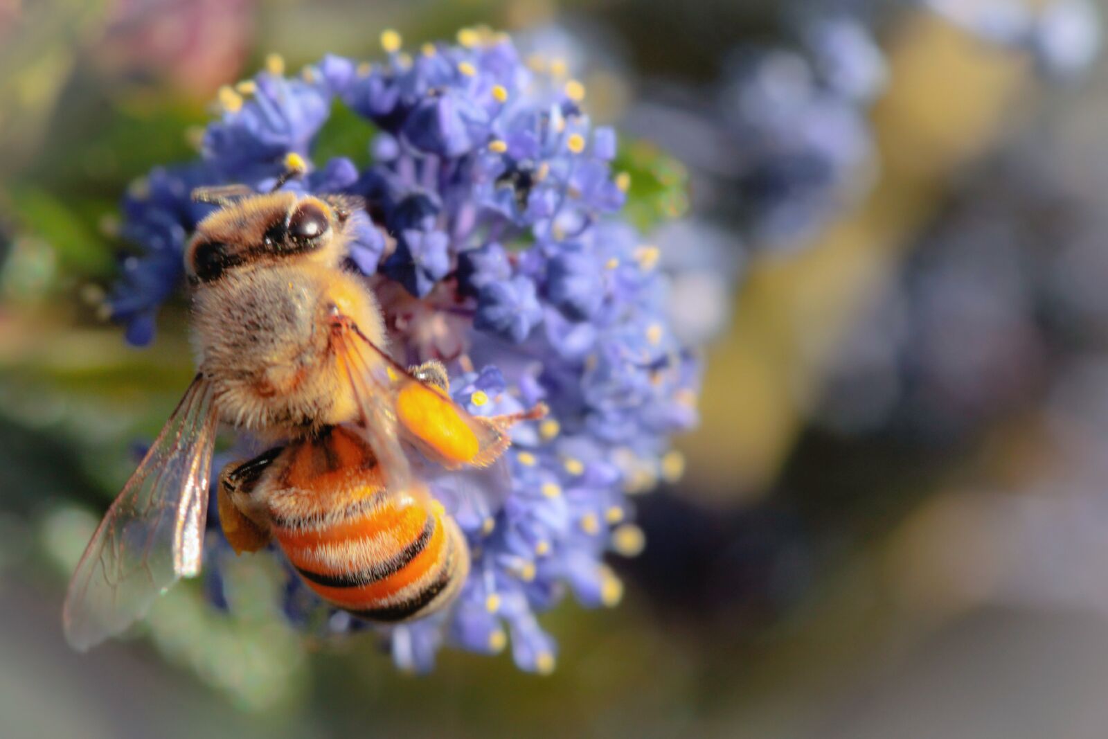 Canon EF 100mm F2.8L Macro IS USM sample photo. Bee, ceanothus concha, spring photography