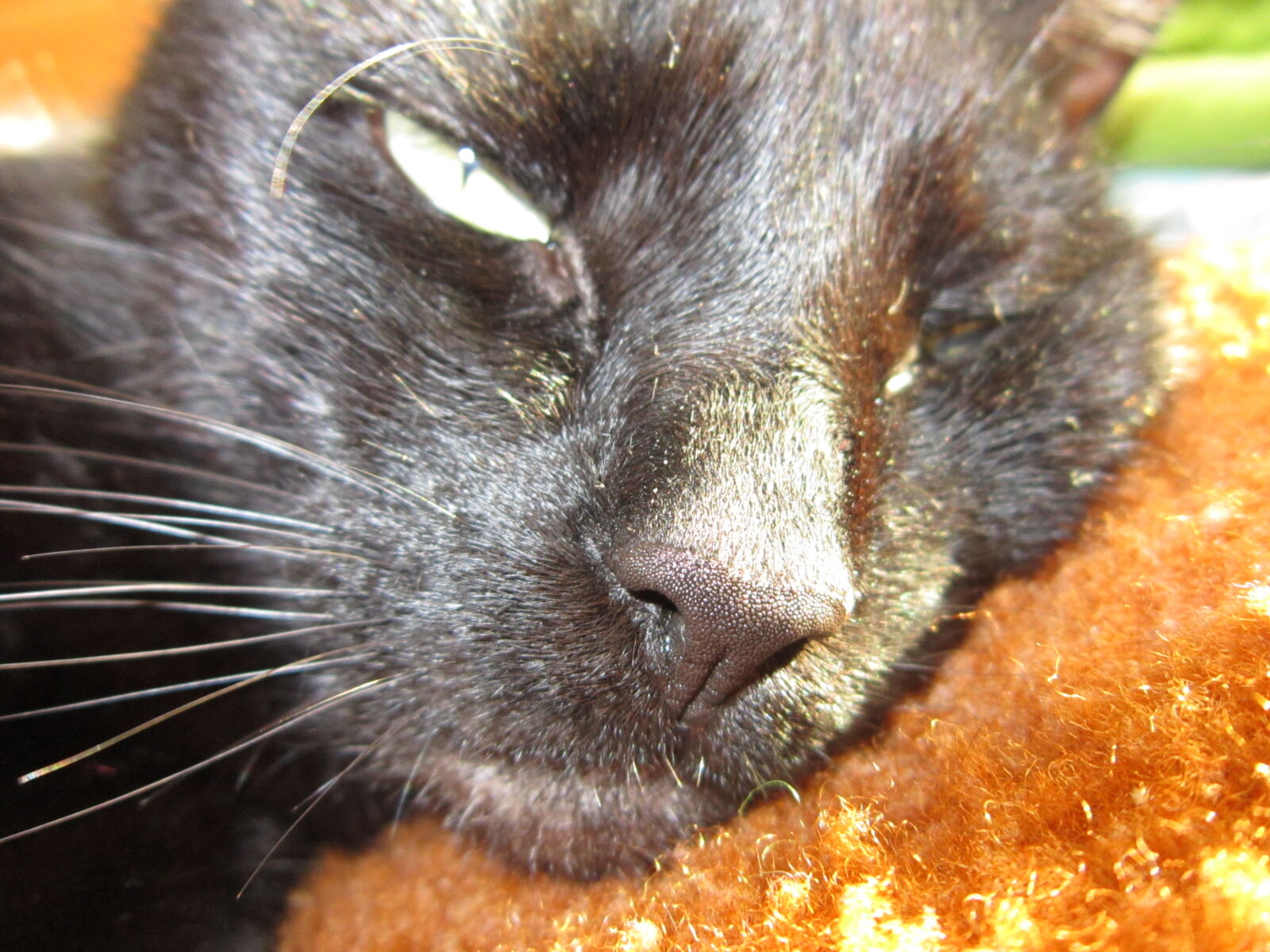 Canon PowerShot A3300 IS sample photo. Black, cat, cat, kitty photography