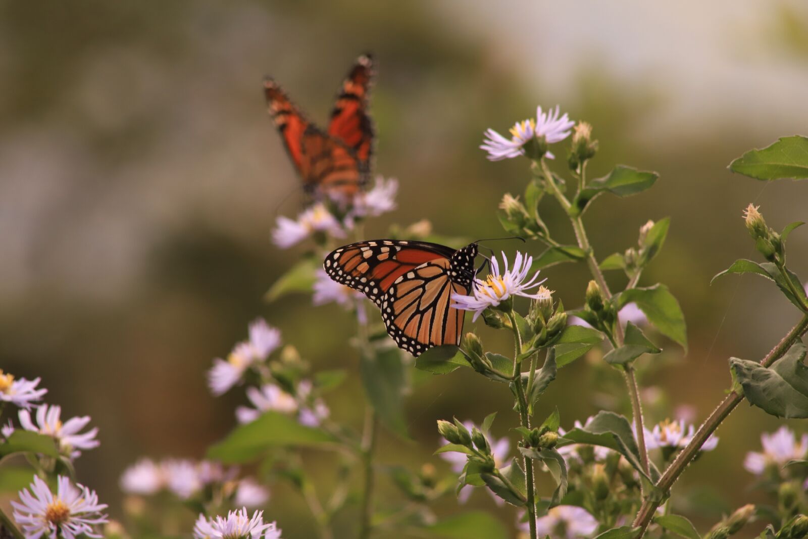 Canon EOS 6D Mark II sample photo. Butterfly, monarch, nature photography