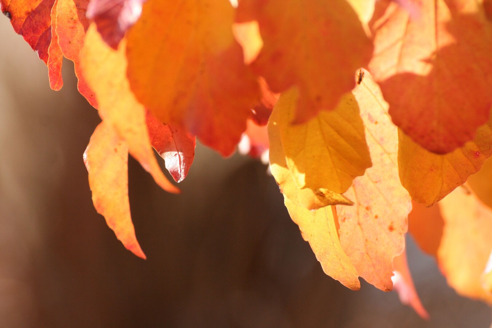 Canon EOS 350D (EOS Digital Rebel XT / EOS Kiss Digital N) sample photo. Leaves, sun, yellow photography