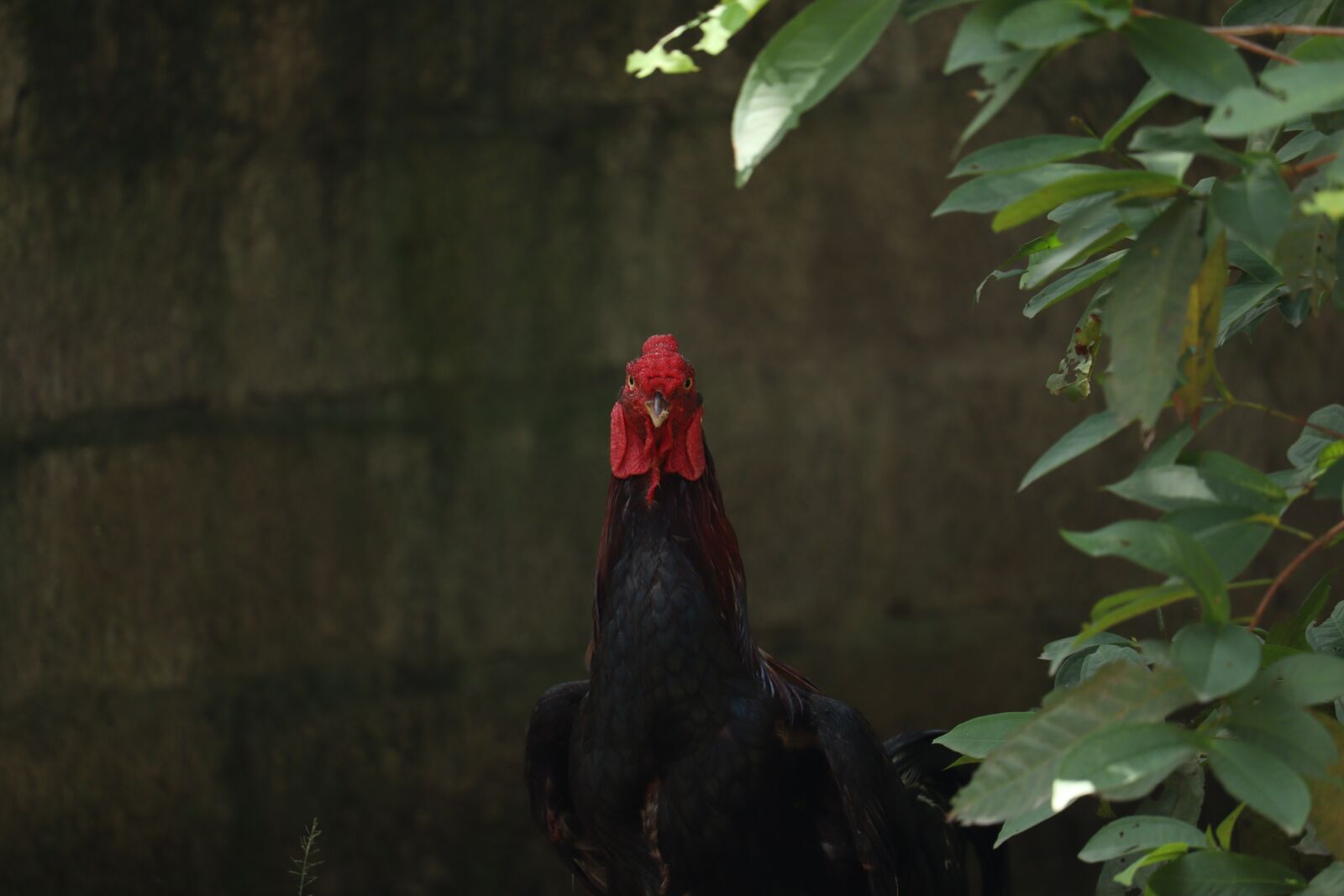 Canon EOS 250D (EOS Rebel SL3 / EOS Kiss X10 / EOS 200D II) sample photo. Hen, kerala, chicken photography