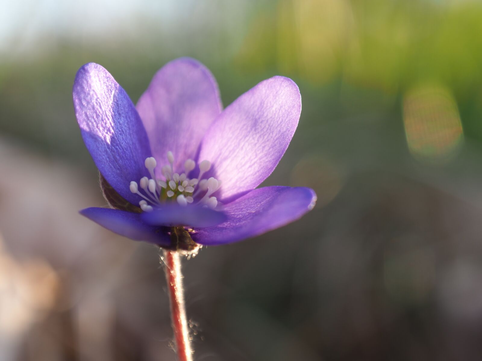 Olympus OM-D E-M5 II + OLYMPUS M.12-50mm F3.5-6.3 sample photo. Blue anemone, flower, nature photography