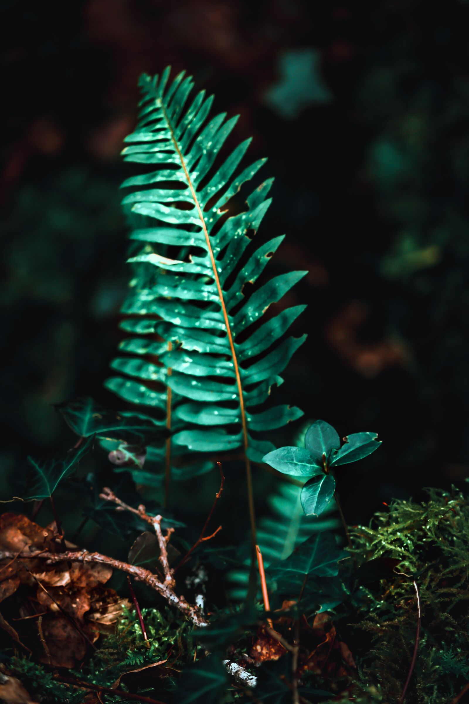Canon EF-S 55-250mm F4-5.6 IS STM sample photo. Fern, green, nature photography