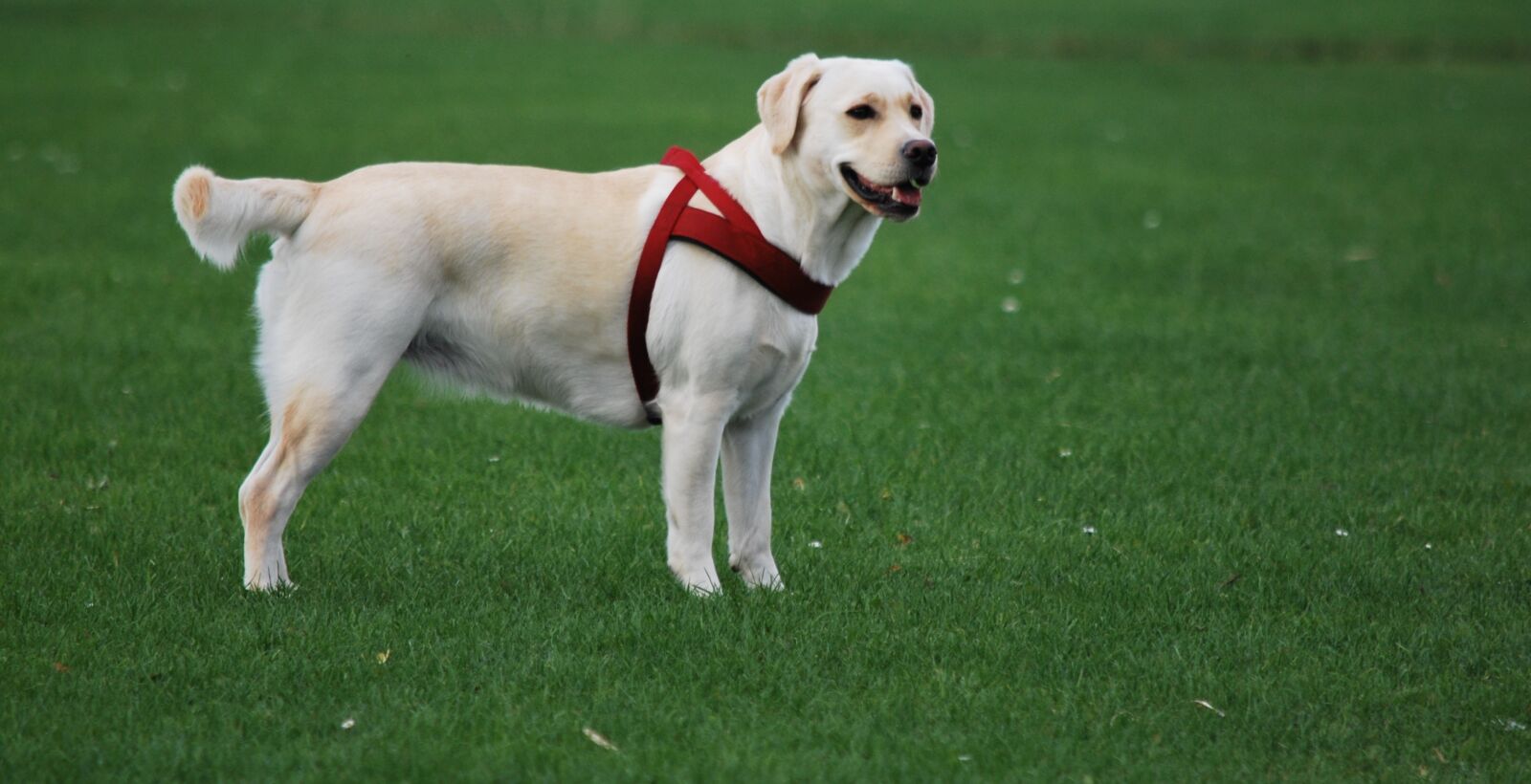 Nikon D60 sample photo. Animal, dog, labrador photography