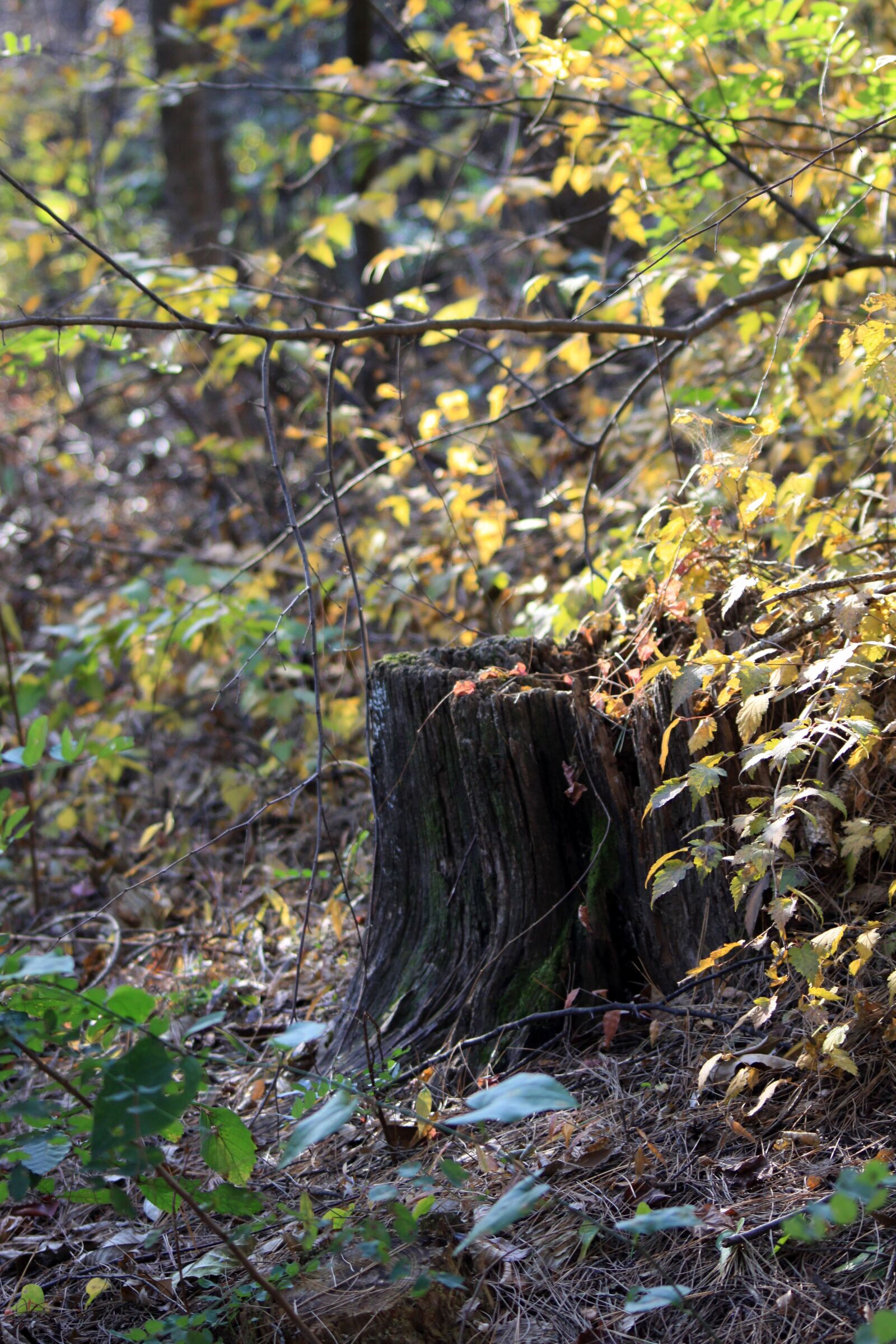 Canon EOS 50D sample photo. Wood, trails, hiking trail photography