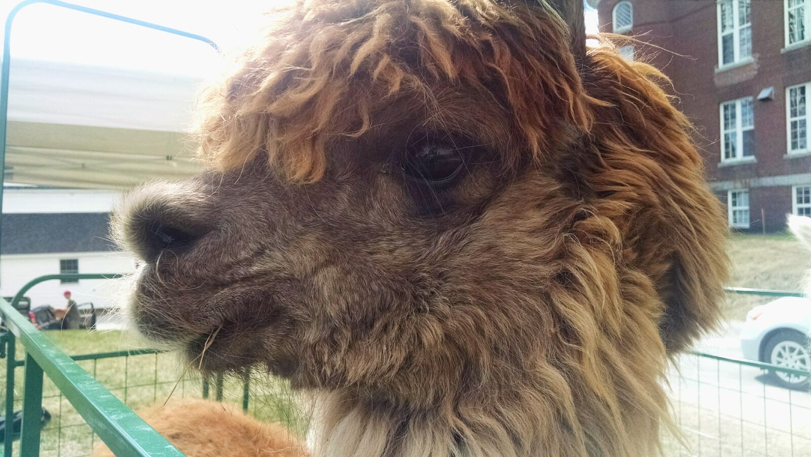 Motorola Moto X (1st Gen) sample photo. Alpaca, animal, festival, fur photography