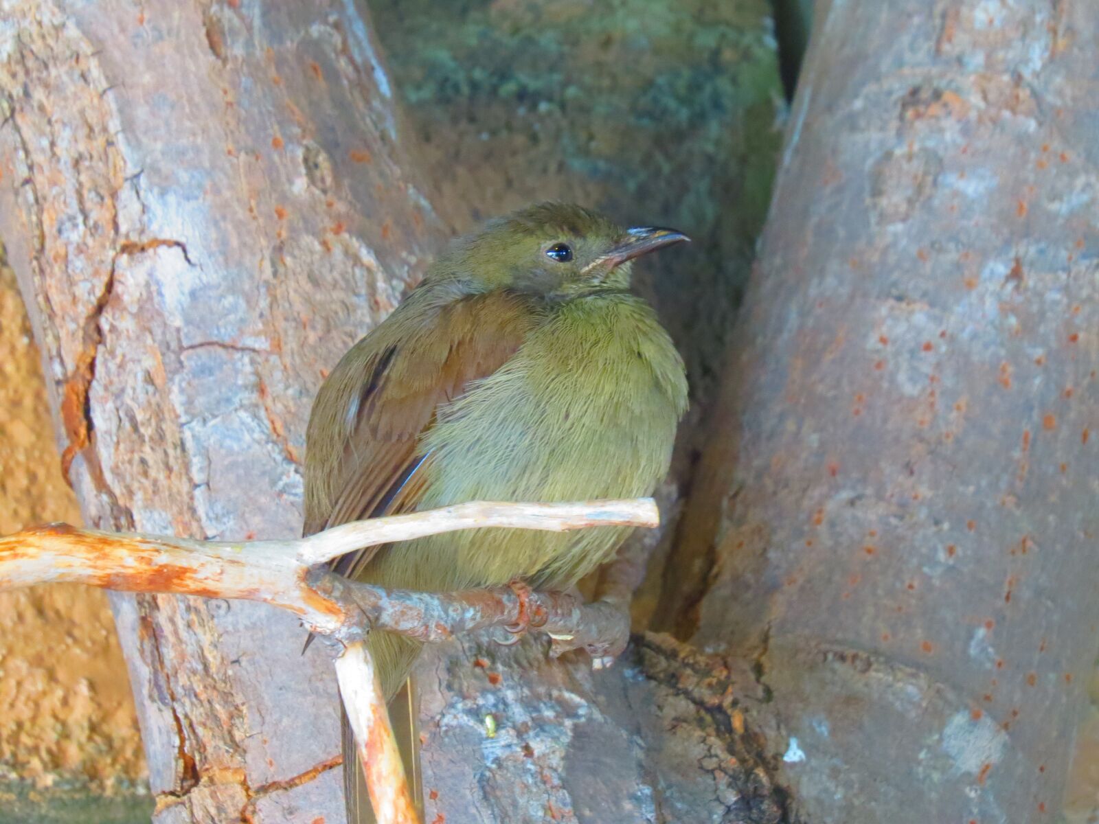 Canon PowerShot SX50 HS sample photo. Green finch, bird, nature photography