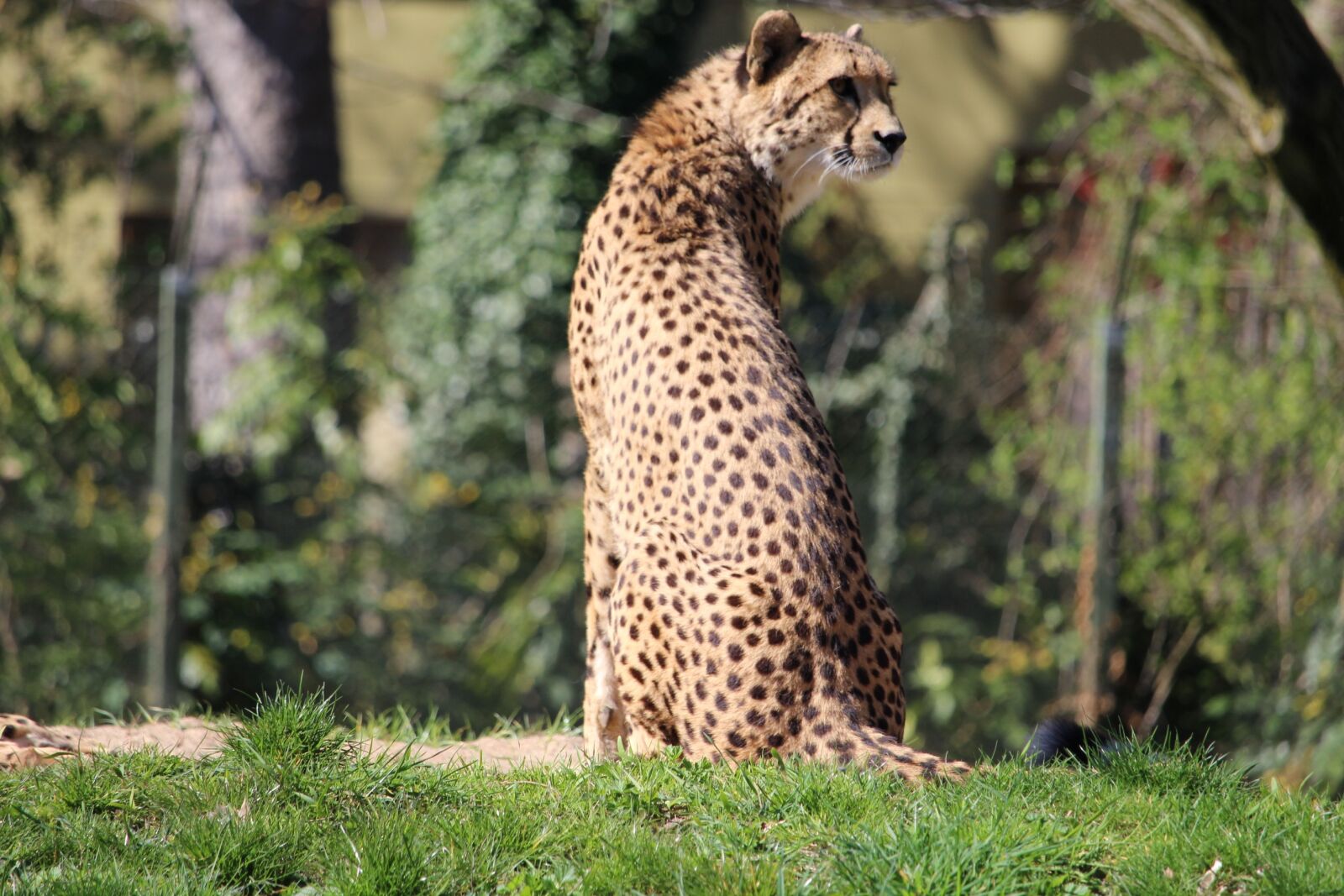 Canon EF-S 55-250mm F4-5.6 IS STM sample photo. Animal world, nature, mammal photography