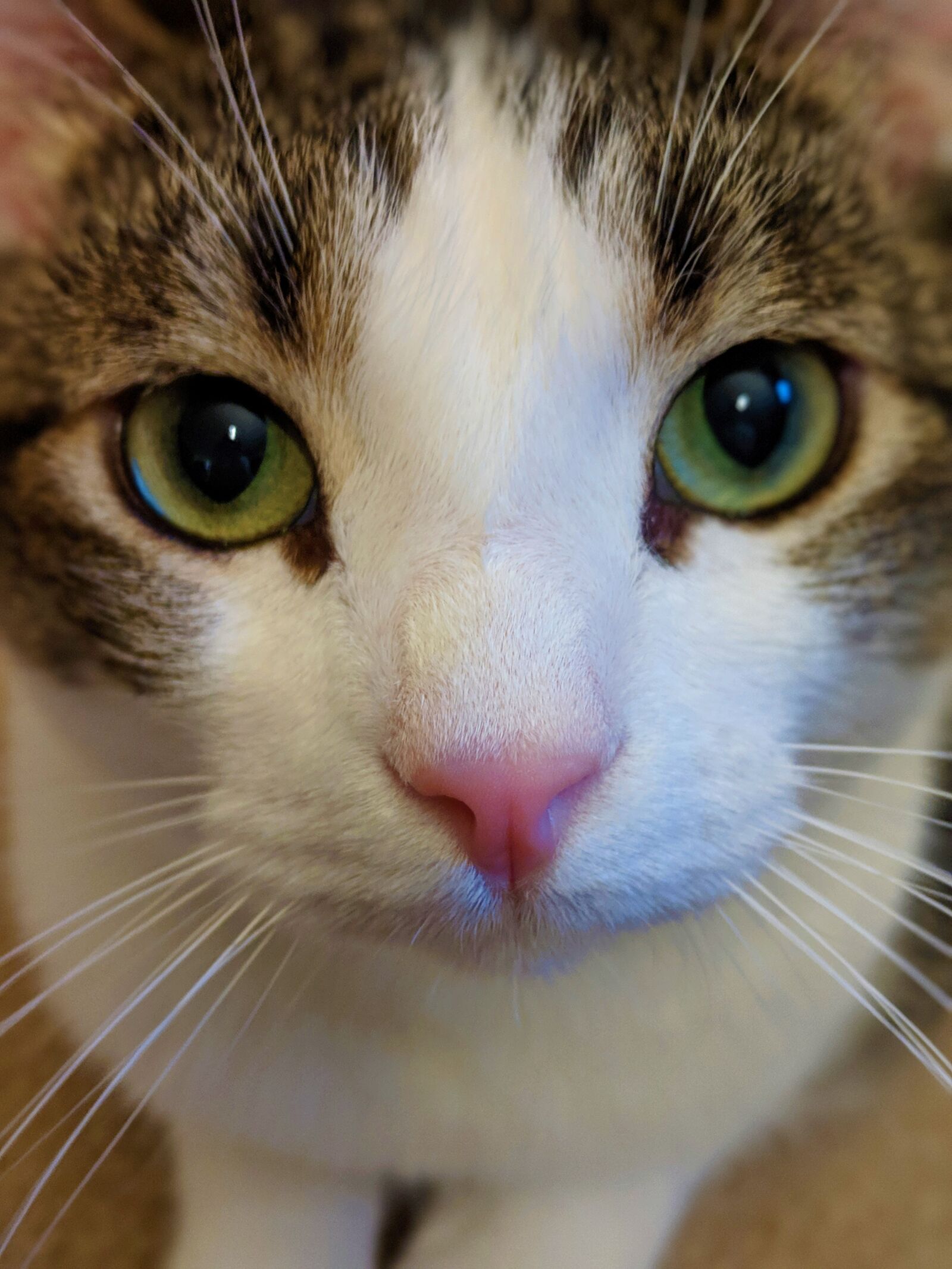 Google Pixel 3 sample photo. Cat, animal, pet photography