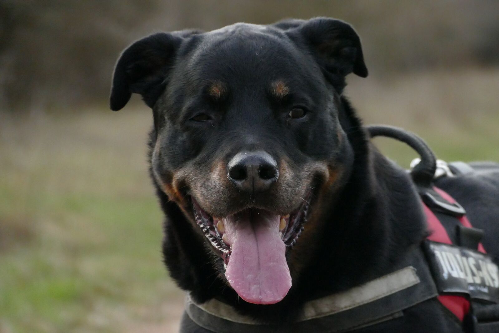 Panasonic Lumix DMC-FZ1000 sample photo. My, lovely, dog photography