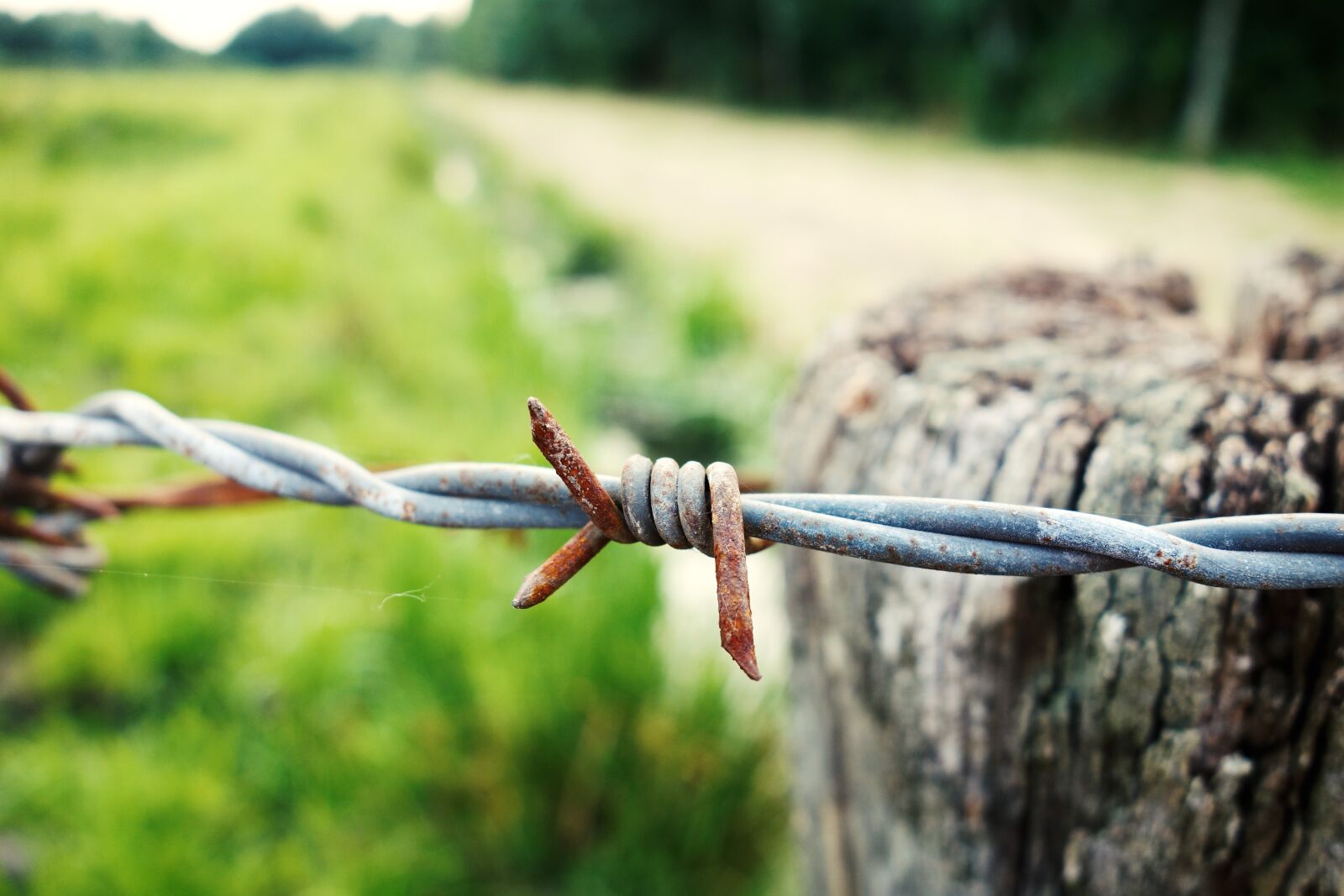 Sony Cyber-shot DSC-RX100 sample photo. Barbed wire, wire, fence photography