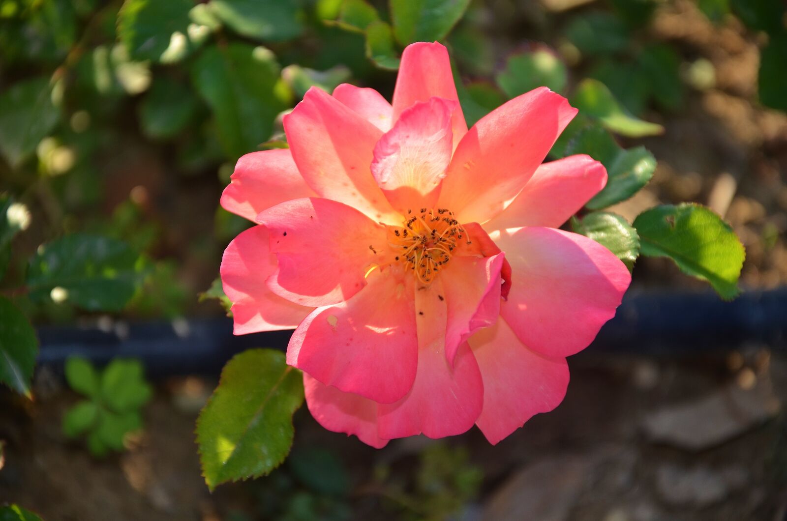 Nikon D7000 sample photo. Rose, flower, blossom photography