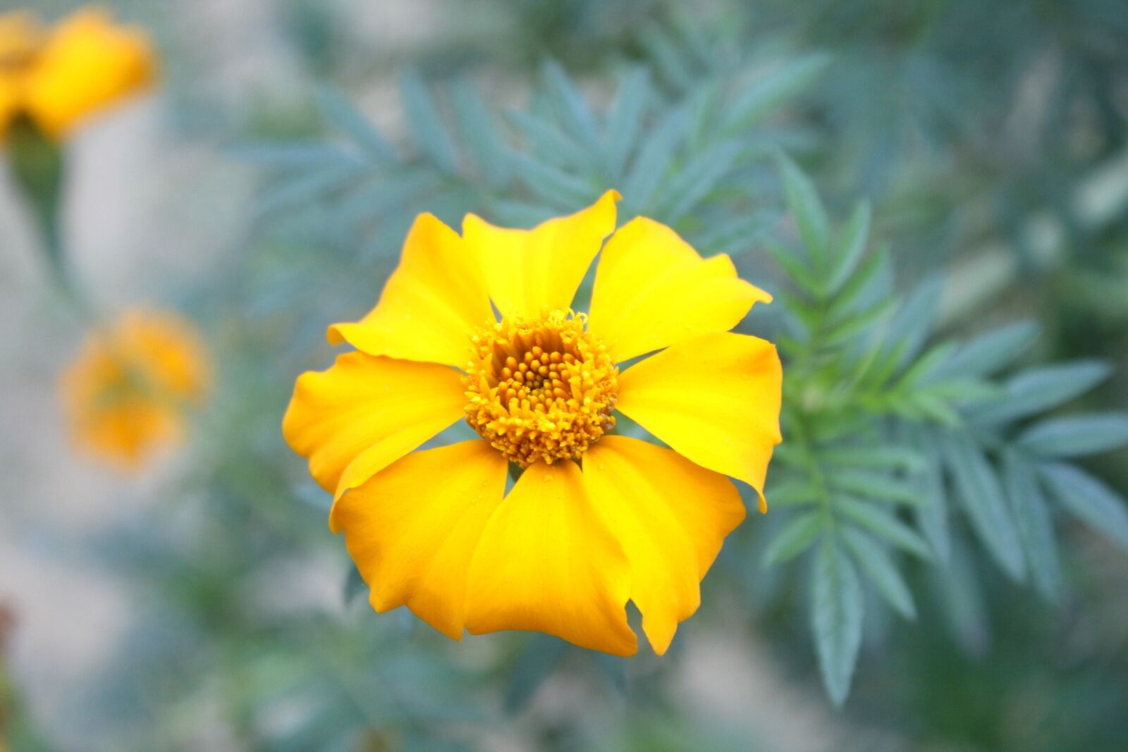 Canon EOS 550D (EOS Rebel T2i / EOS Kiss X4) sample photo. Marigold, yellow, flower photography
