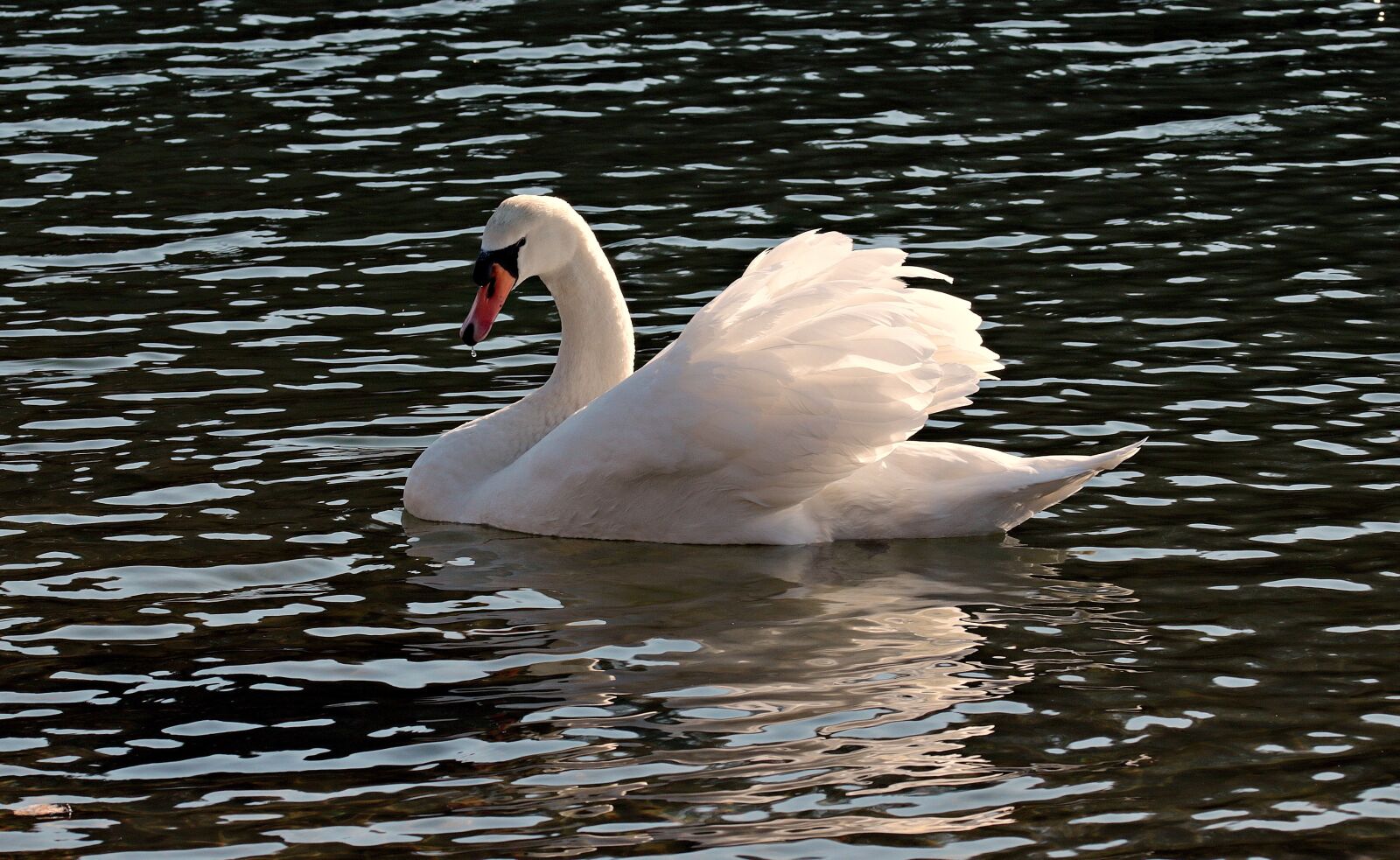 Canon EOS 80D sample photo. Swan, water, white photography