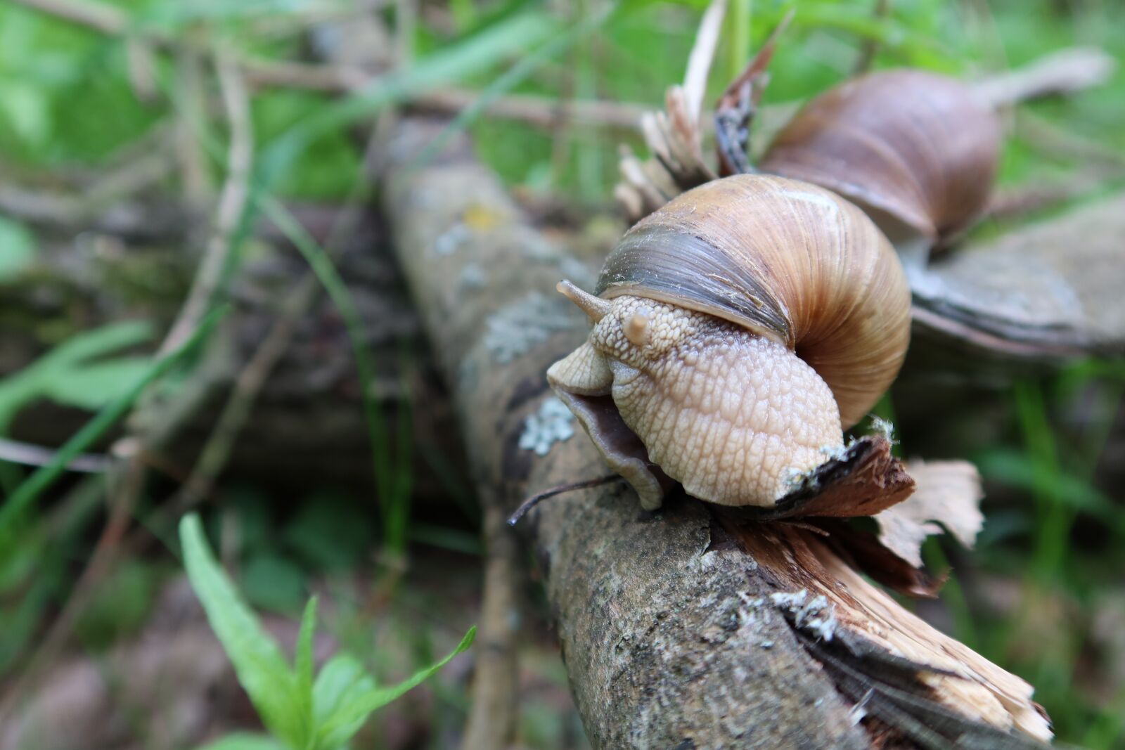 Canon PowerShot G7 X Mark III sample photo. Snail, forest, nature photography