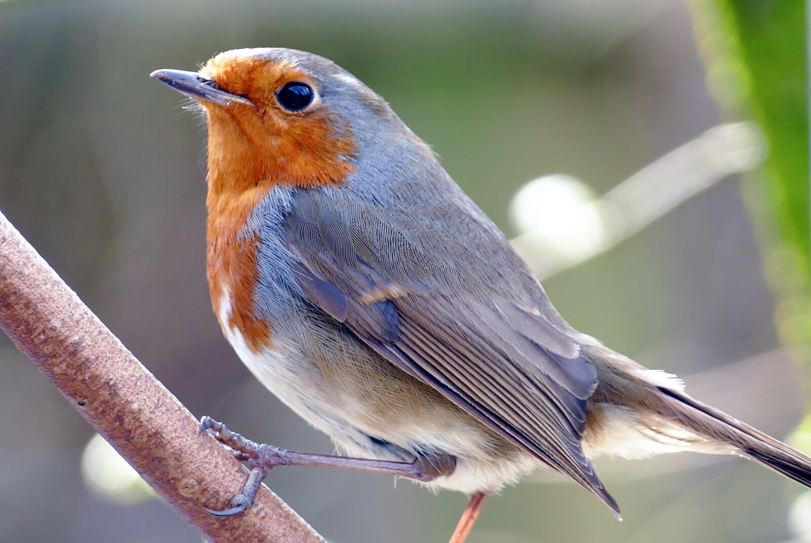 Panasonic Lumix DMC-FZ1000 sample photo. Robin, bird, nature photography