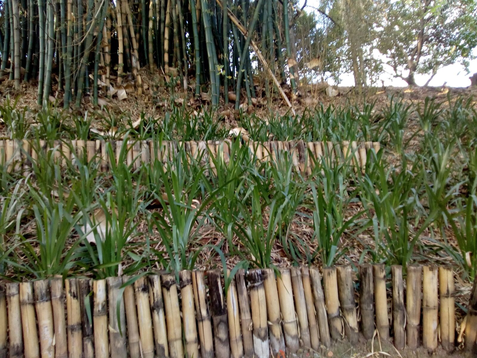 Motorola Moto C Plus sample photo. Bambu, natureza, parque photography