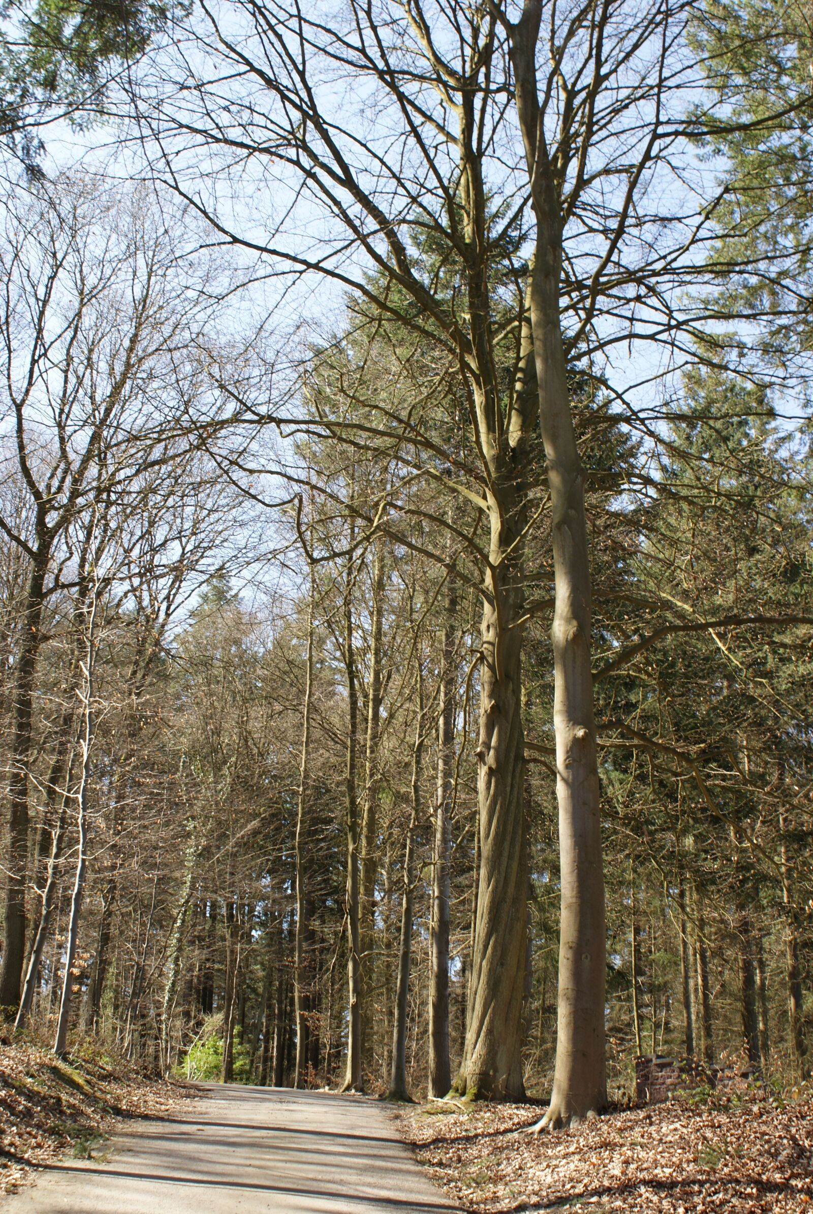Sony Alpha DSLR-A200 sample photo. Trees, nature, arboretum photography