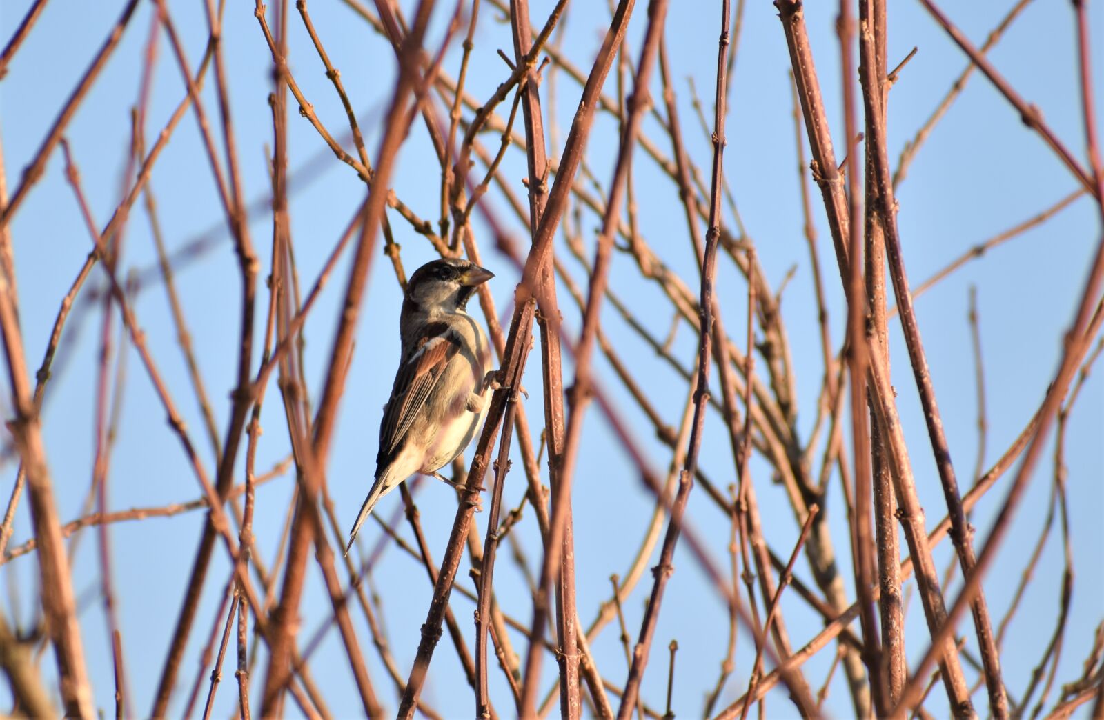 Nikon D3500 sample photo. Sparrows, bird, branches photography