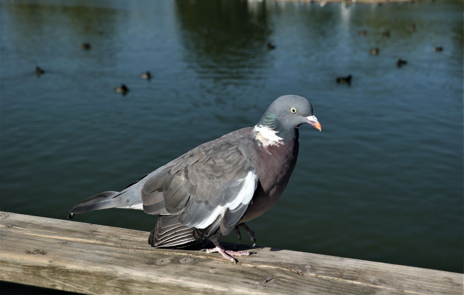Canon EOS 7D Mark II + Canon EF-S 18-135mm F3.5-5.6 IS STM sample photo. Pigeon, feathers, bird photography